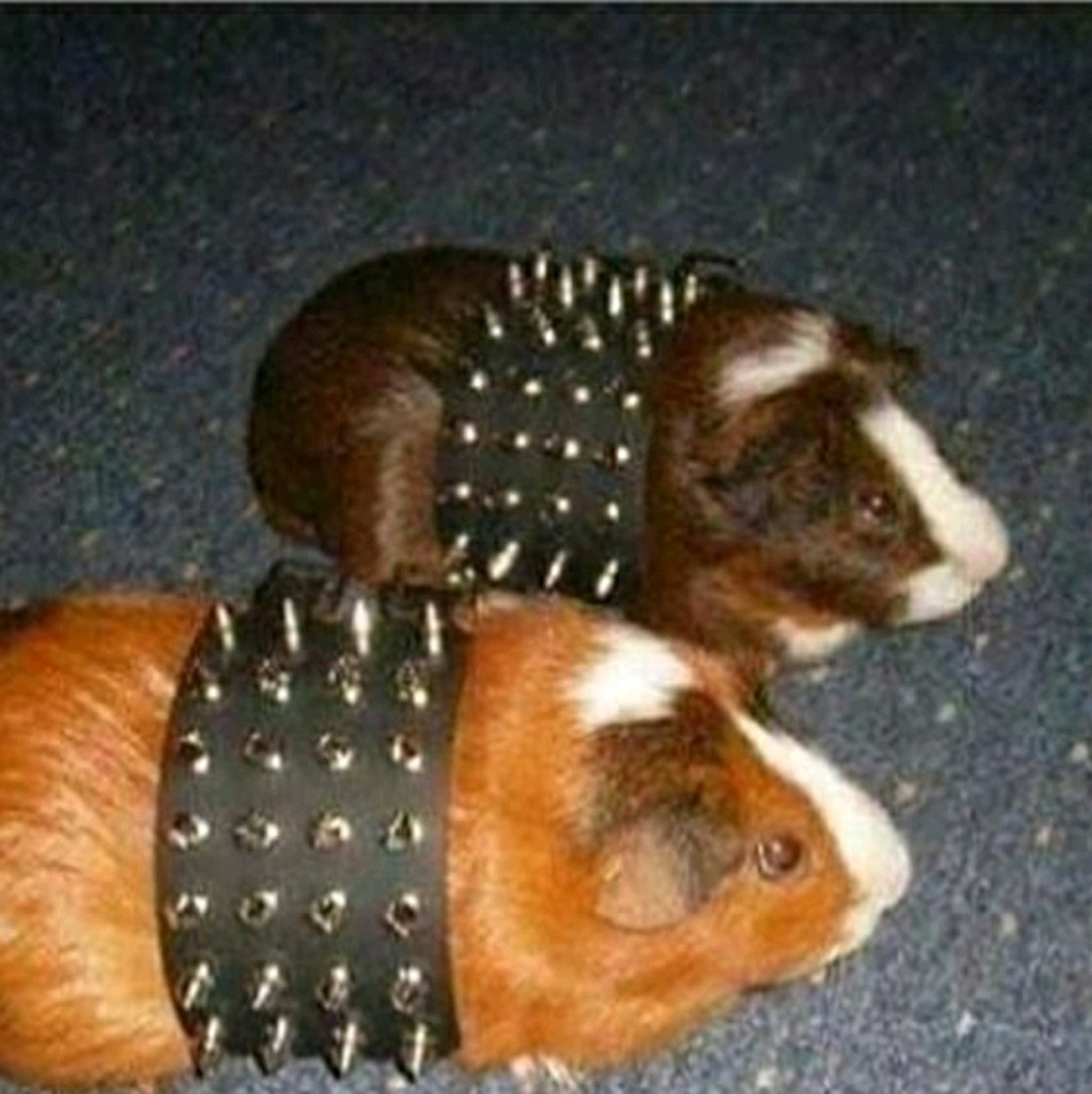 Meet your Posher, Michaela